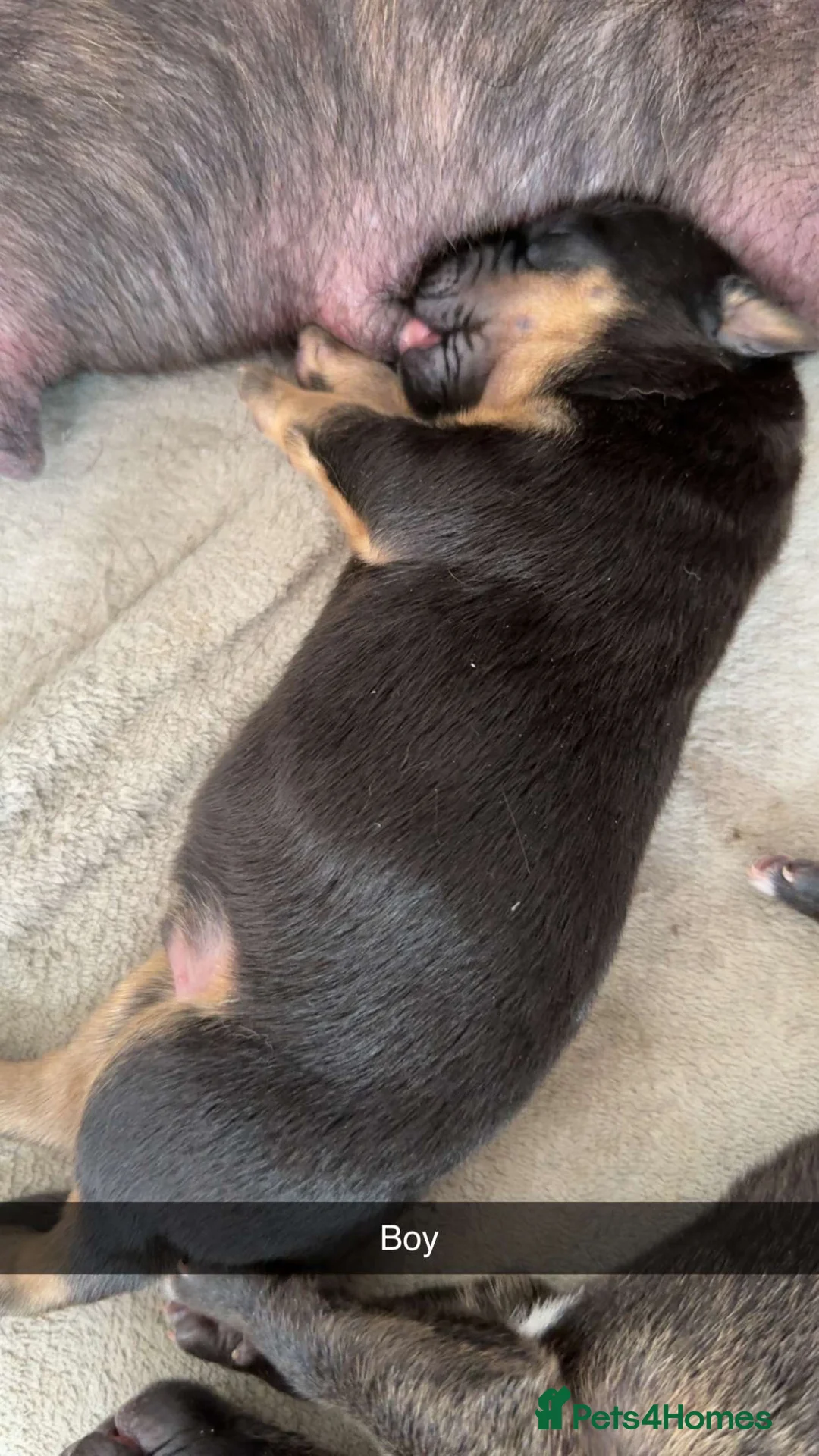 Mixed Breed dogs for sale: Doge de Bordeaux cross in Swaffham - Advert 14