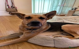 Mixed Breed dogs for adoption: Stunning Alfonz ready for love - Image 22