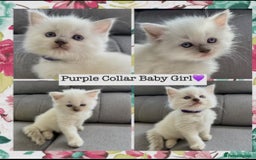 Mixed Breed cats for sale:  Fluffy Ragdoll x British Shorthair Kittens - Image 5