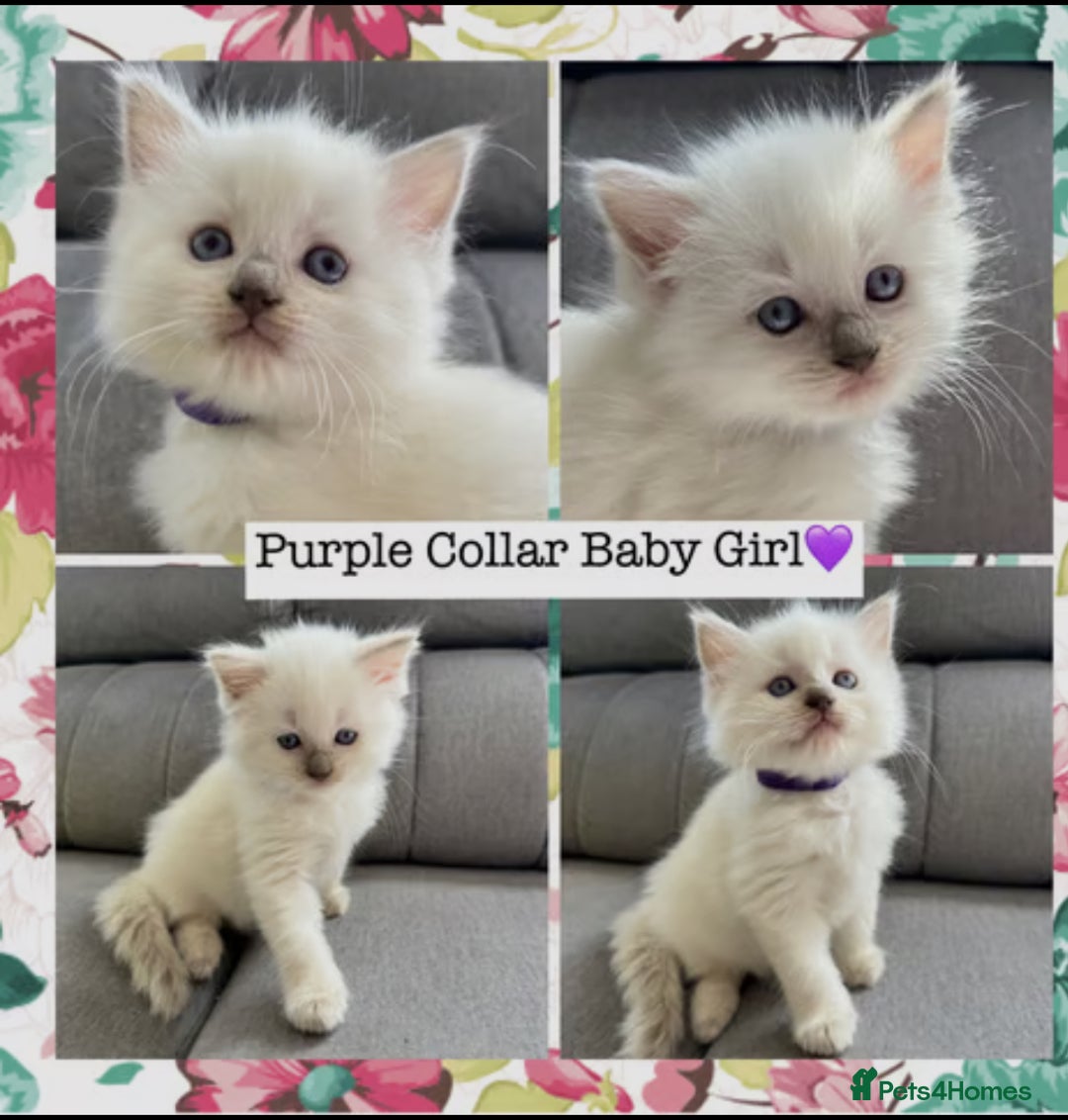 Mixed Breed cats for sale:  Fluffy Ragdoll x British Shorthair Kittens - Image 5