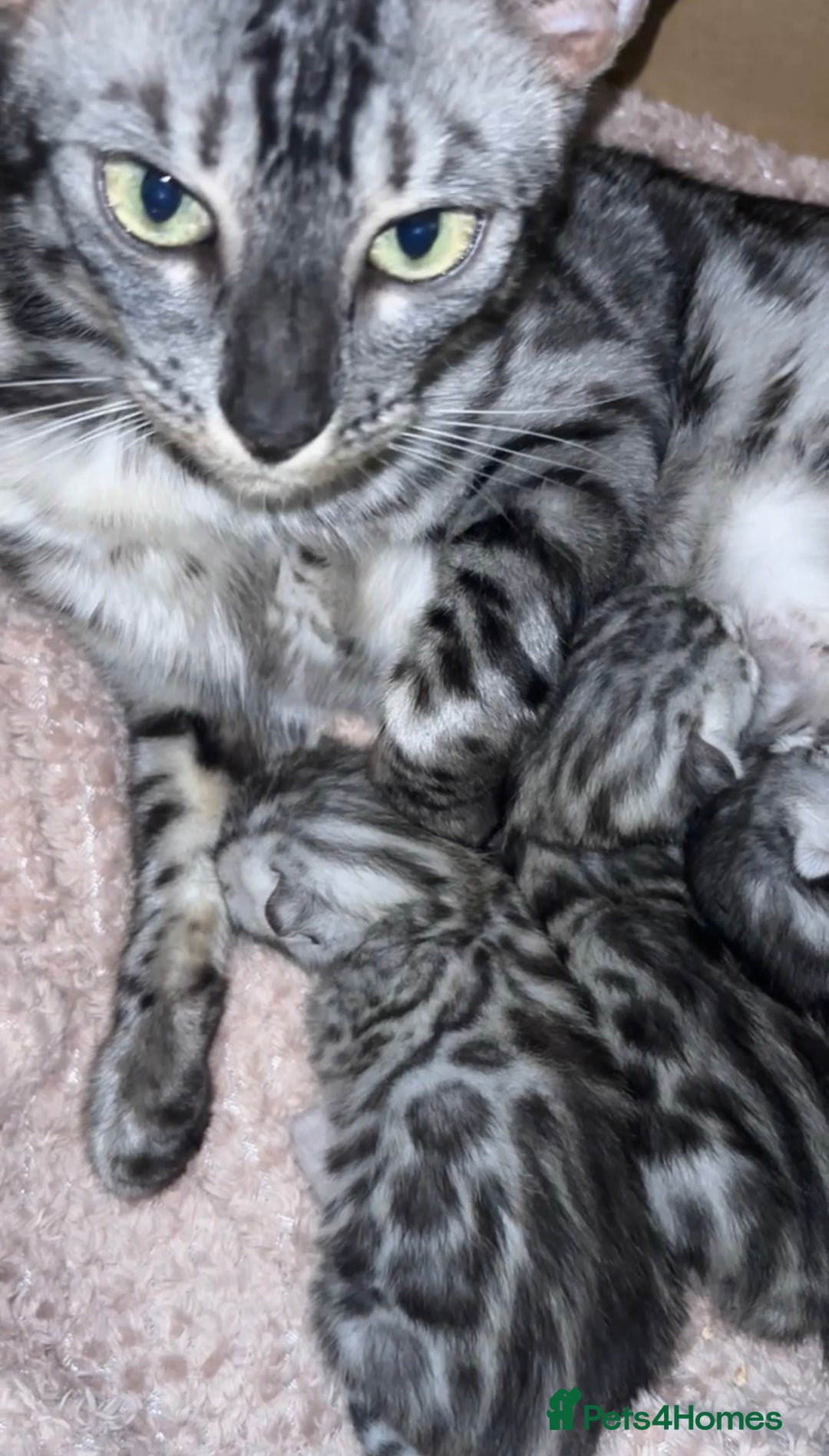 Bengal cats for sale: 🌟Pedigree bengal kittens🌟 - Advert 11