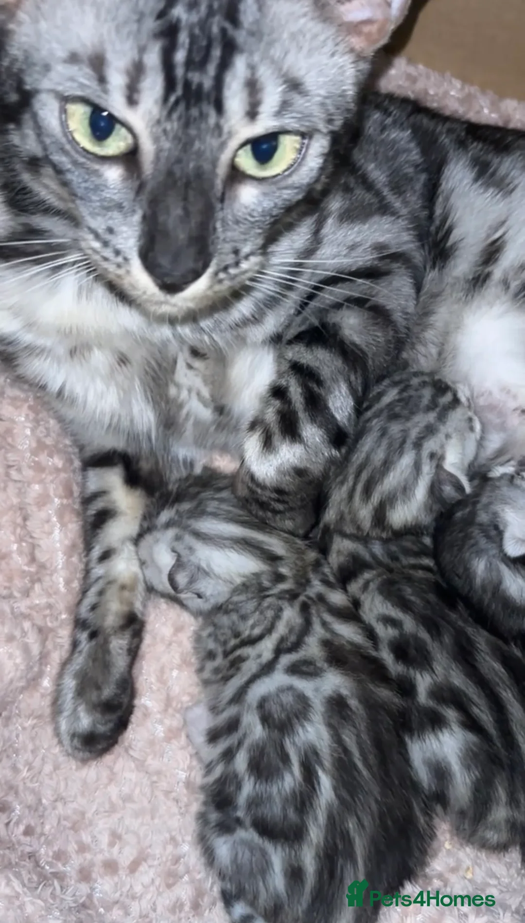 Bengal cats for sale: 🌟Pedigree bengal kittens🌟 - Advert 12