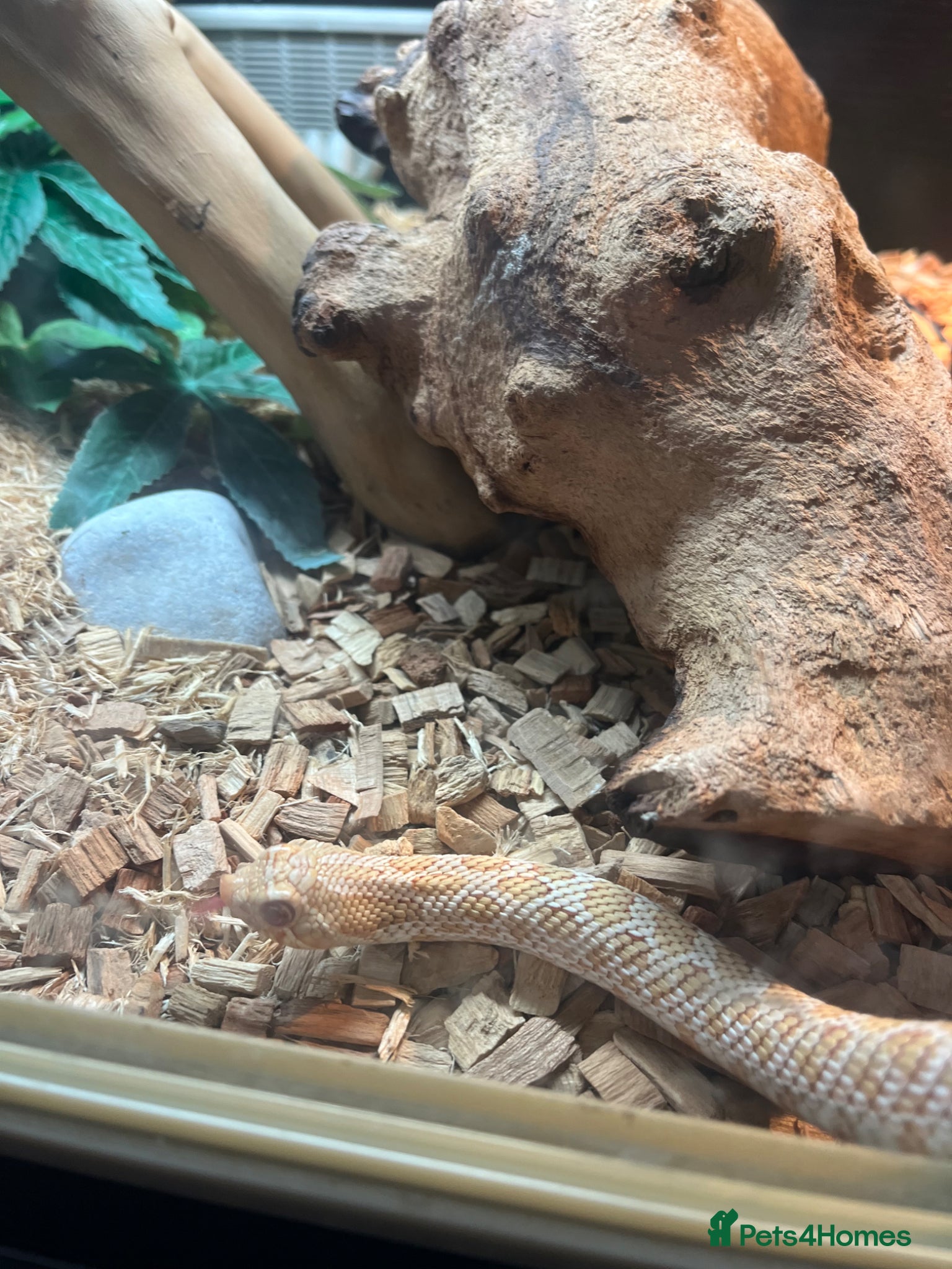 Snake reptiles Snake Hognose - Advert 7