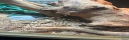 Snake reptiles for sale: Snake Hognose - Advert 1