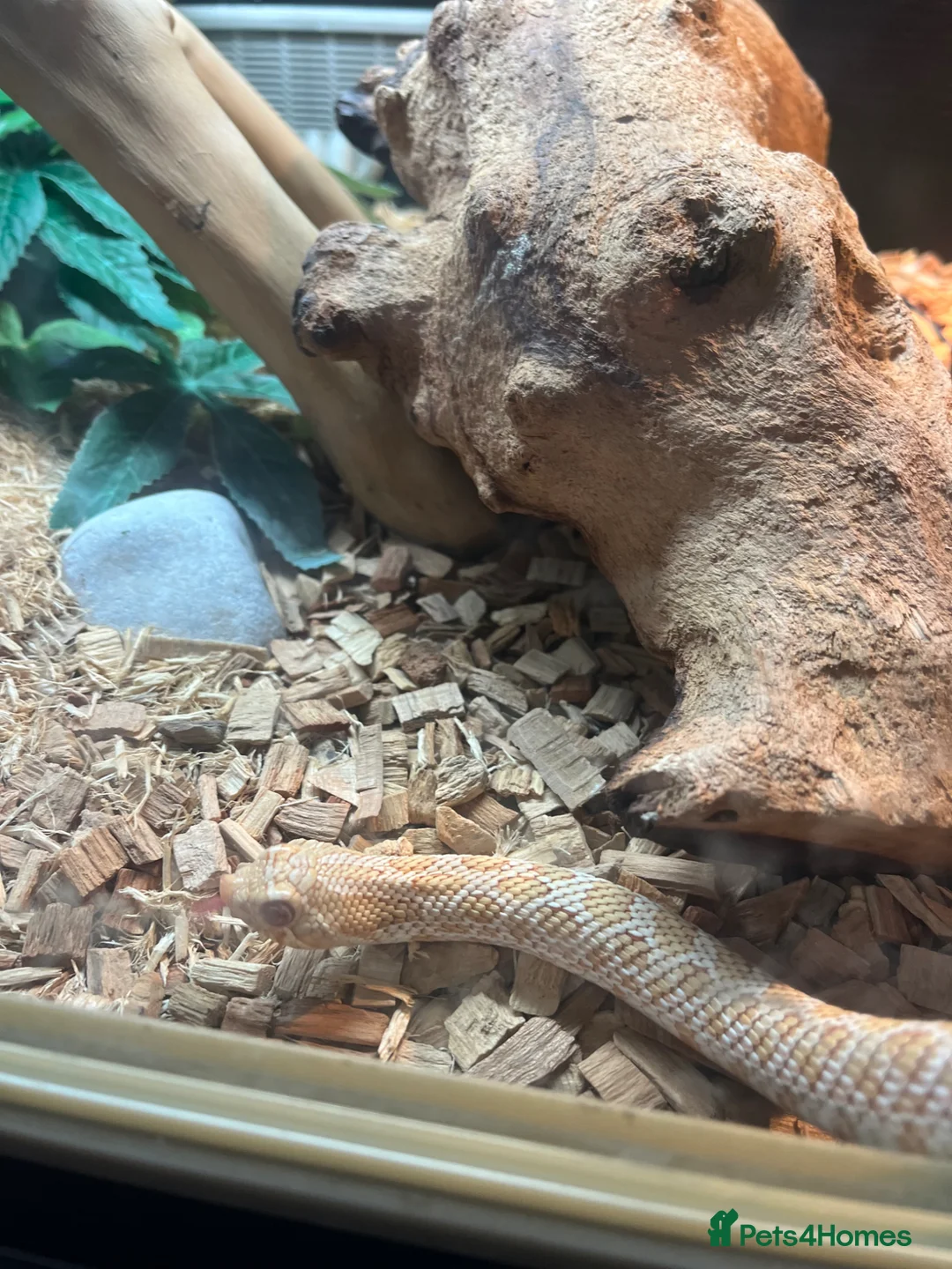 Snake reptiles for sale: Snake Hognose - Advert 1