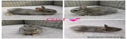 Netherland Dwarf rabbits for sale: 1 male, 2 female purebred Netherland Dwarf’s - Advert 3