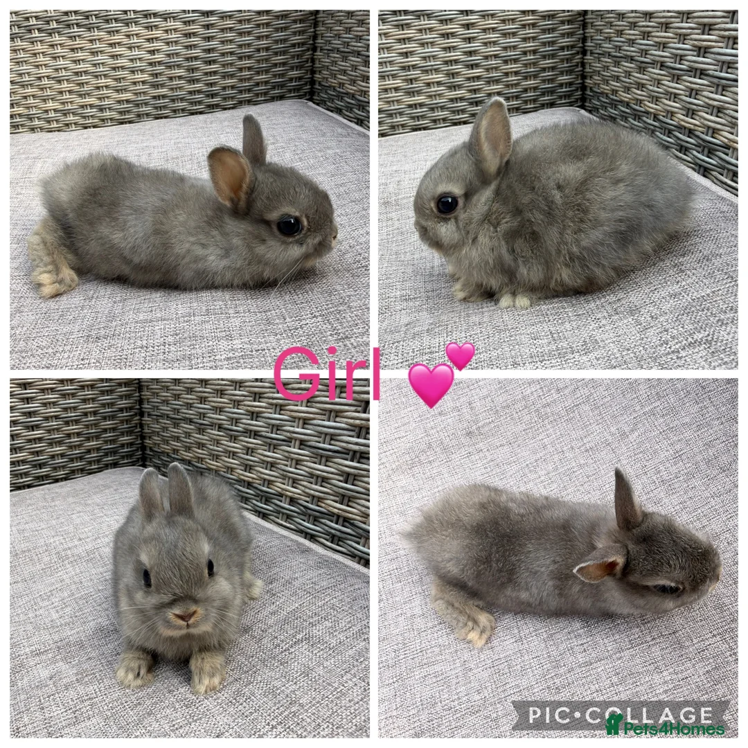 Netherland Dwarf rabbits for sale: 1 male, 2 female purebred Netherland Dwarf’s - Advert 3