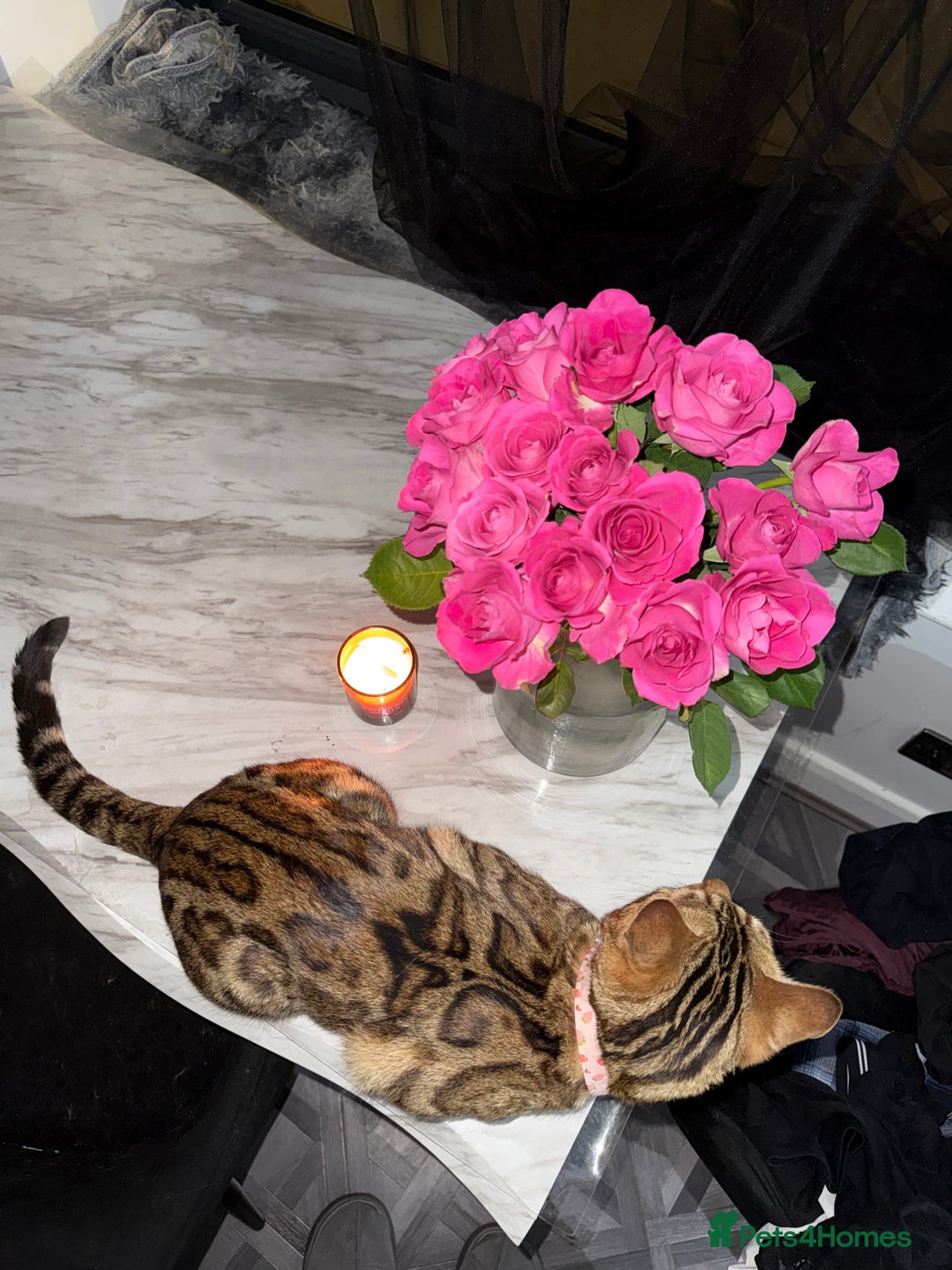 Bengal cats for sale: Stunning Bengal Cat-Playful,Affectionate - Advert 2