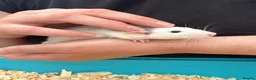 Rat rodents for sale: Beautiful friendly Dumbo rats  - Advert 10