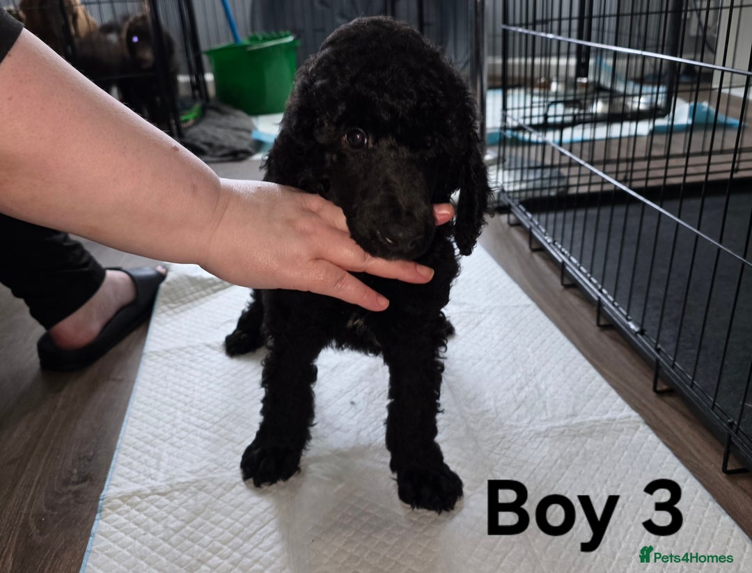 Standard Poodle dogs for sale: Standard Poodle Puppies READY TO LEAVE NOW  - Image 7