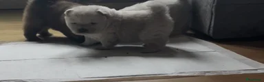 Chow Chow Puppy 5