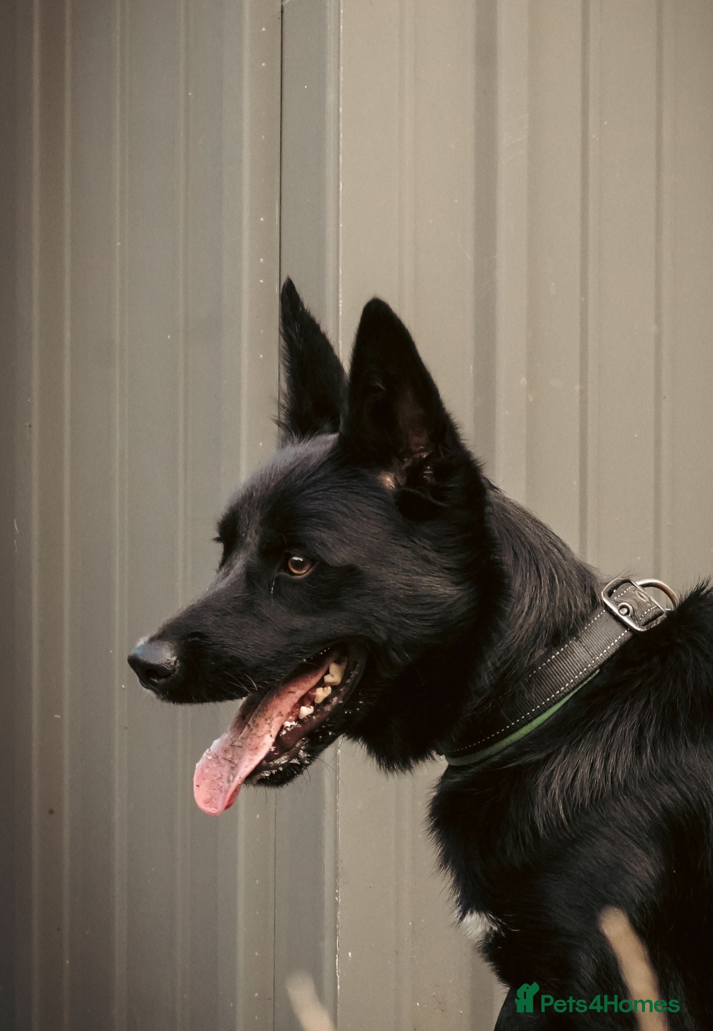 Border Collie dogs 1-Year-Old Female Border Collie - Advert 2