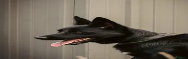 KOLA - 1 year old - Border Collie