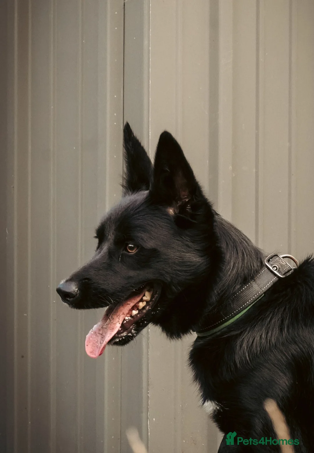 Border Collie dogs for sale: 1-Year-Old Female Border Collie in Birmingham - Advert 2
