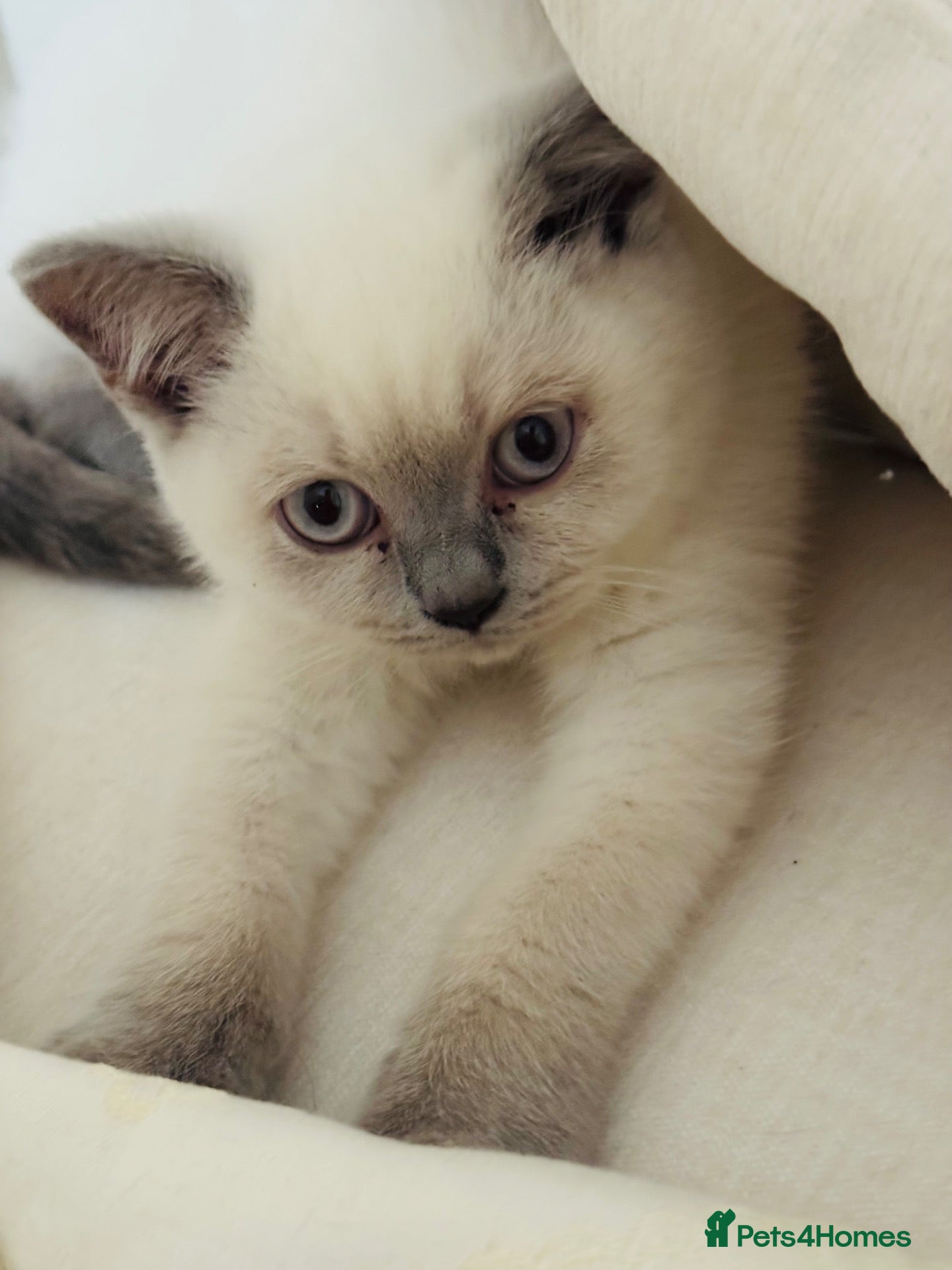British Shorthair cats Beautiful British Shorthair Kitten Loving Adorable - Advert 1