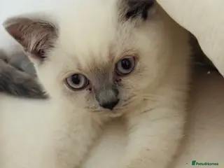 British Shorthair cats Beautiful British Shorthair Kitten Loving Adorable - Advert 1