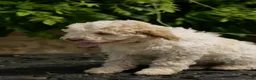 Lagotto Romagnolo dogs for sale: Lagotto Romagnolo - Advert 19