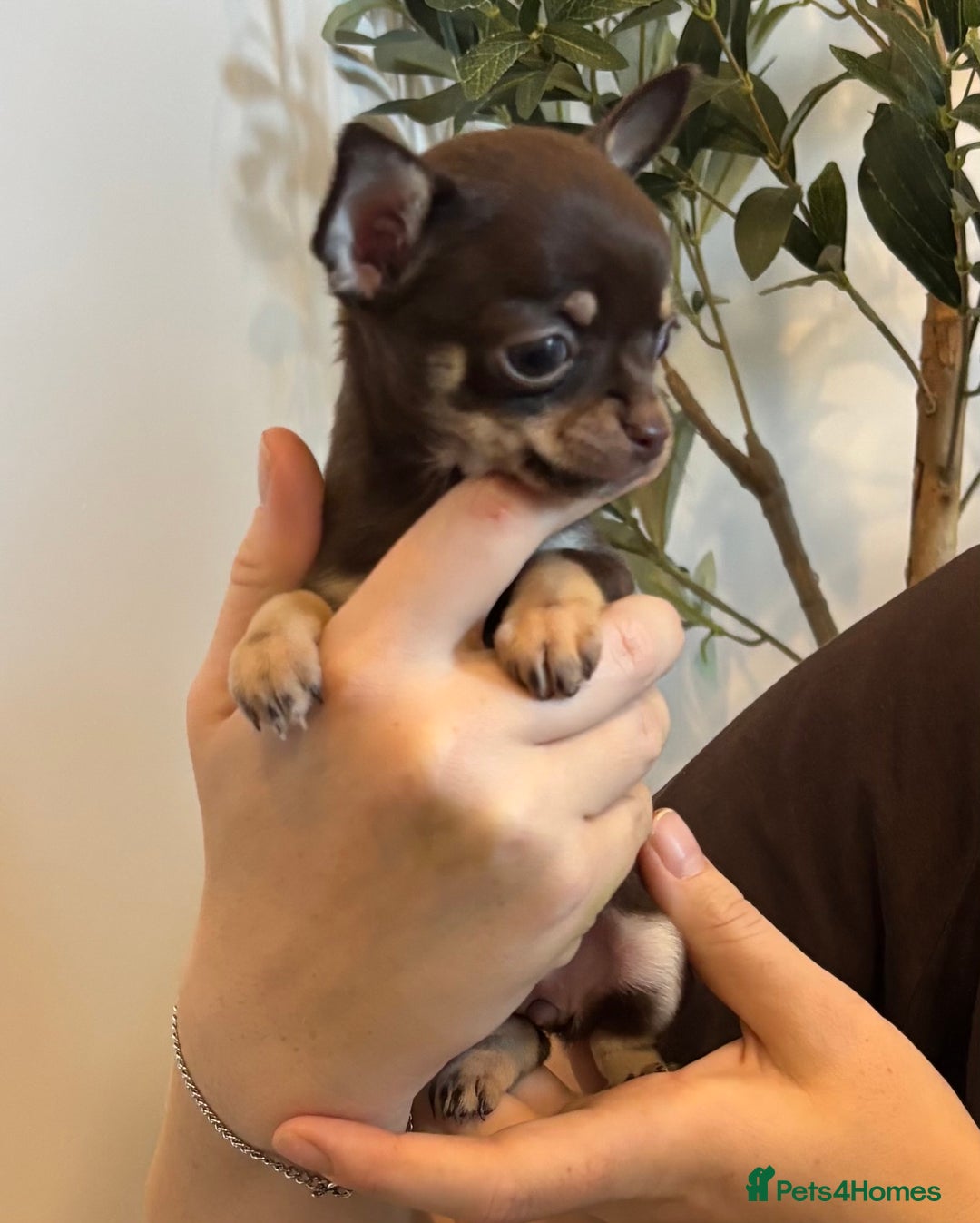 Chihuahua dogs for sale: 3 female and 1 male chihuahua puppies.  - Image 5