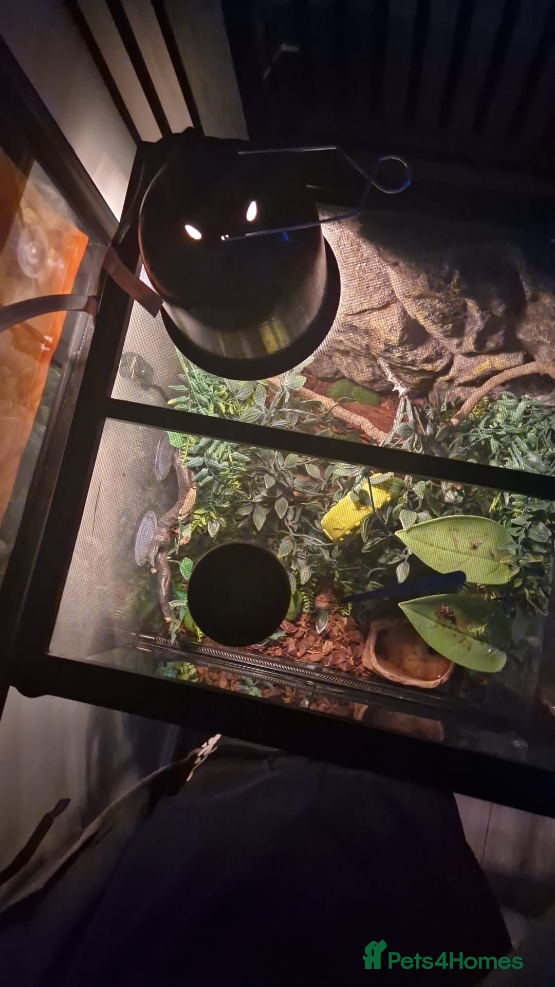 Frog reptiles for sale: 2 white tree frogs  - Image 5