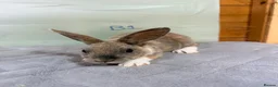 Rex rabbits for sale: mini Rex’s  - Advert 9