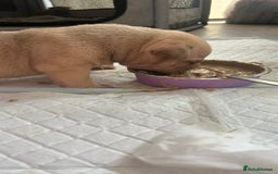 American Bully dogs for sale: pocket bully puppies - Image 2