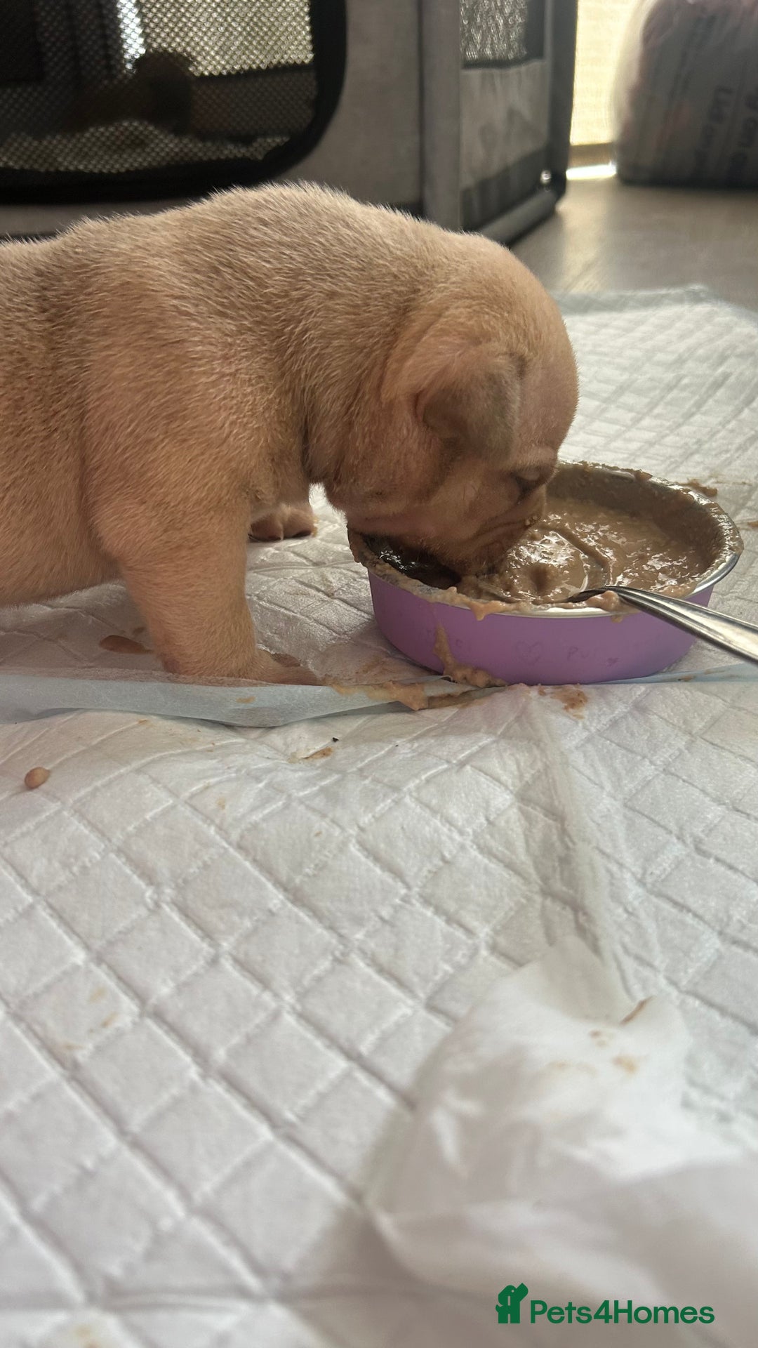 American Bully dogs for sale: pocket bully puppies - Image 2