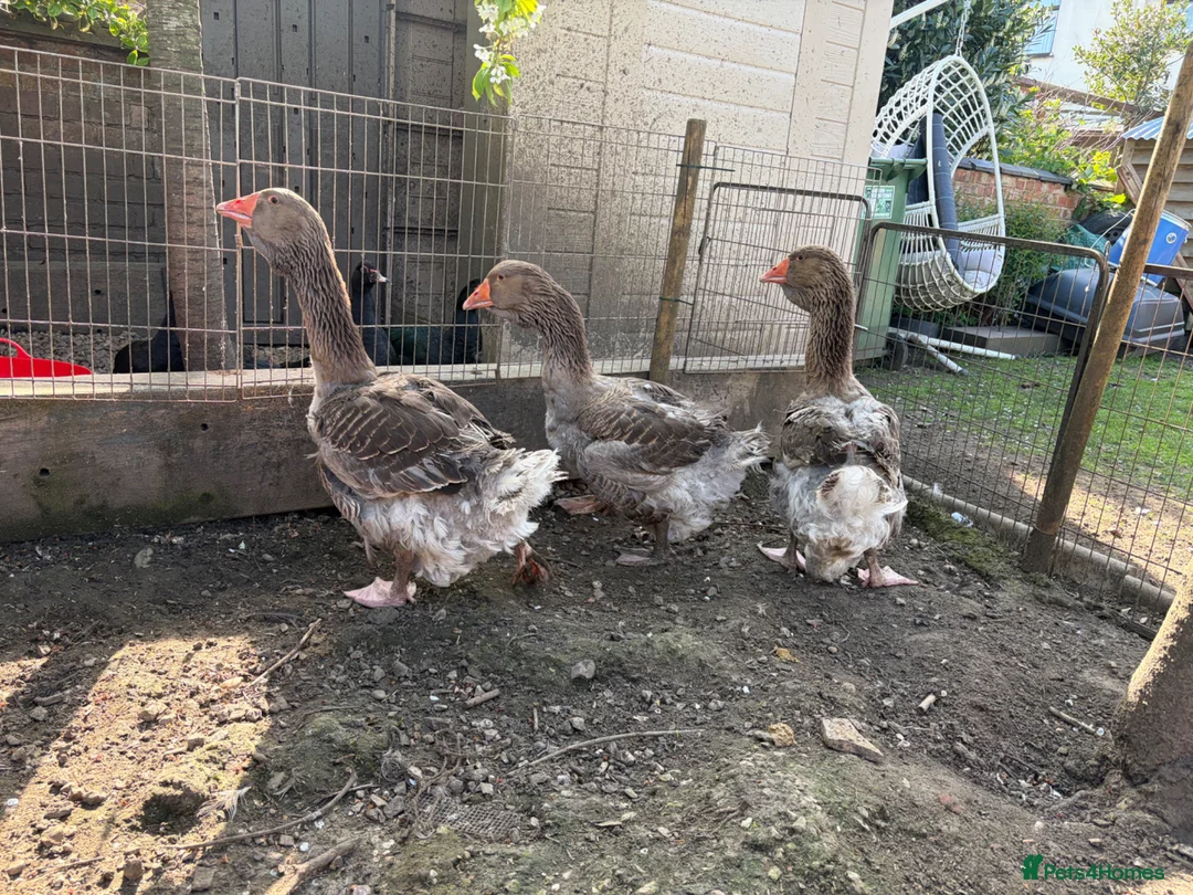 Geese poultry for sale: 3 exhibition Toulouse ganders  in Bedworth - Advert 2