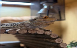 Bearded Dragon reptiles for sale: Bert The Bearded Dragon & Set up!💫 - Advert 1