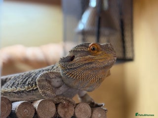 Bearded Dragon reptiles Bert The Bearded Dragon & Set up!💫 - Advert 1