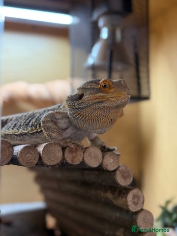 Bearded Dragon reptiles Bert The Bearded Dragon & Set up!💫 - Advert 1