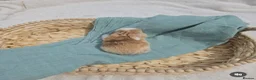 Mini Lop rabbits for sale: Stunning Harli Mini Lop Babies - Advert 29
