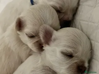 Chihuahua dogs Long Coat Chihuahua Puppies - Advert 9