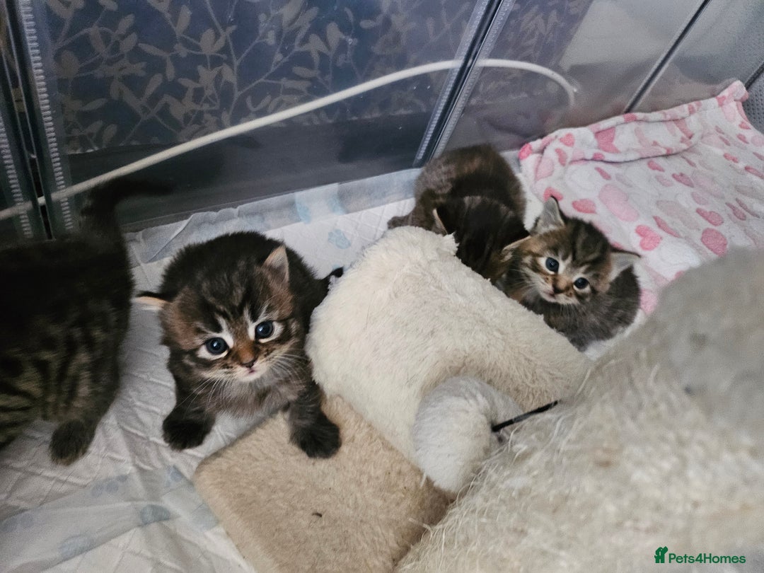 European cats for sale: 4 beautiful kittens looking for the New 🤎 home  - Image 13