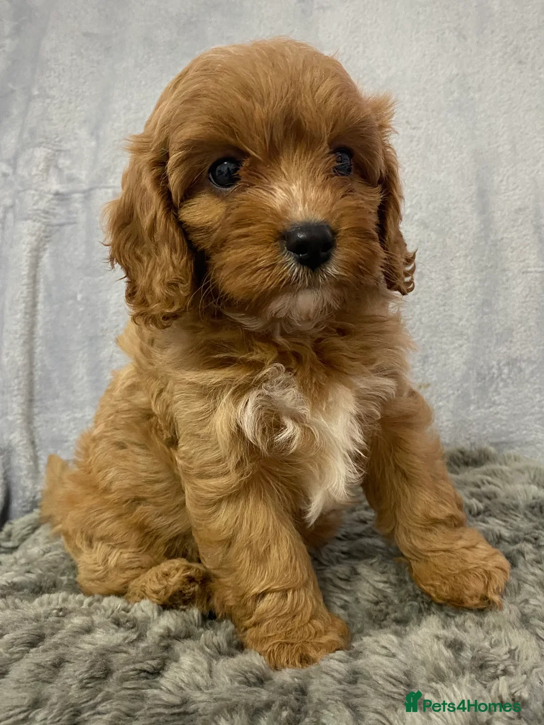 Cavapoo dogs for sale: F1 Toy Cavapoo - Advert 6