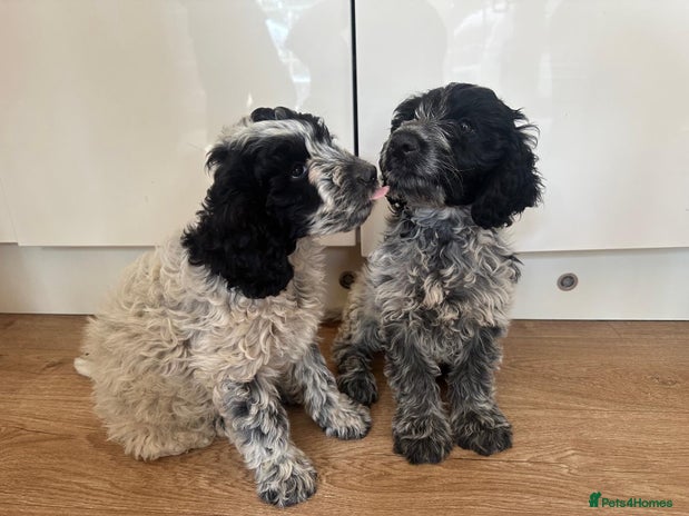 Cockapoo dogs - Advert 11