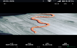 Corn Snake reptiles for sale: For Sale Corn Snake - Image 1