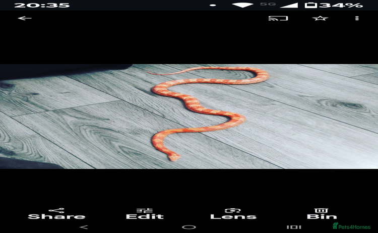 Corn Snake reptiles - Advert 4