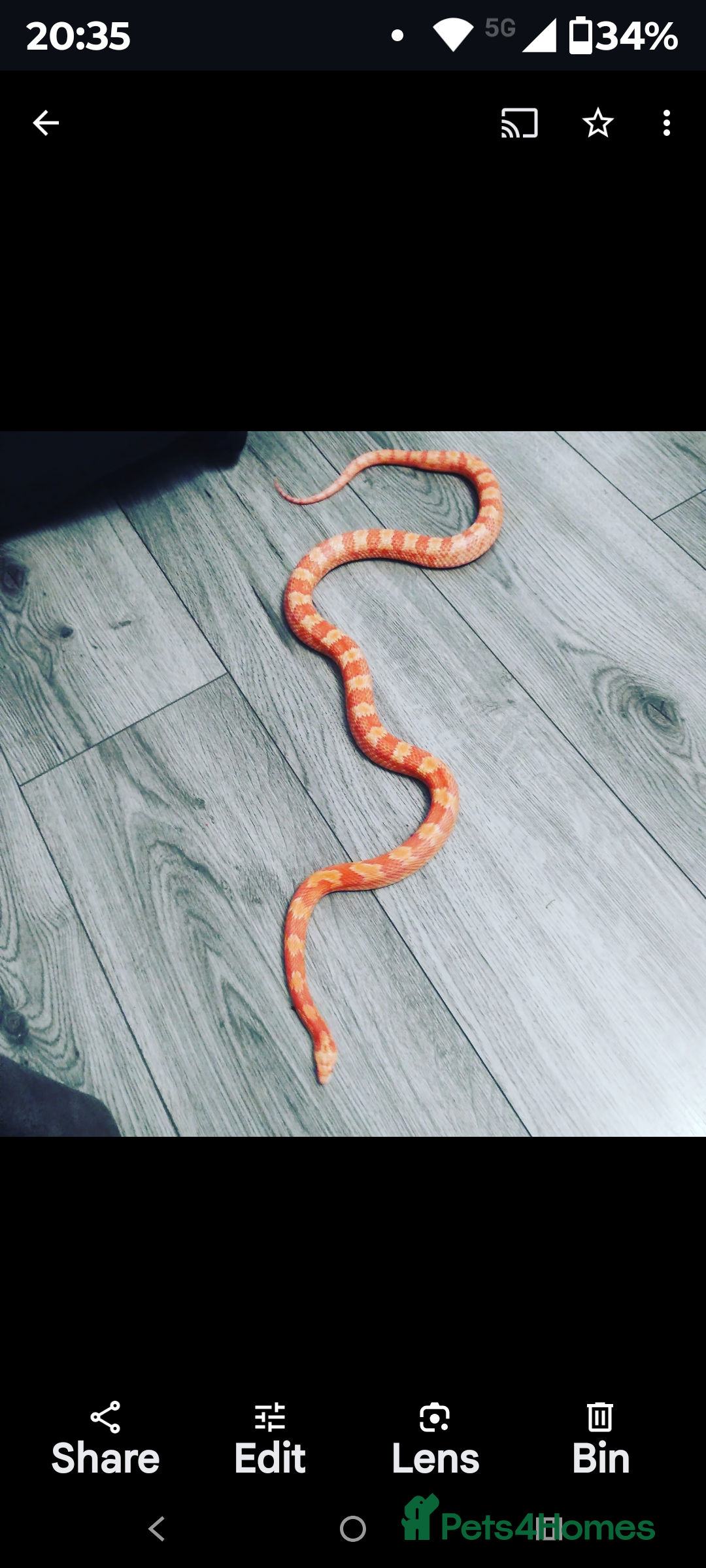 Corn Snake reptiles for sale: For Sale Corn Snake - Image 1