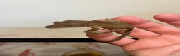 Gecko reptiles for sale: Crested gecko babies for sale  - Advert 18