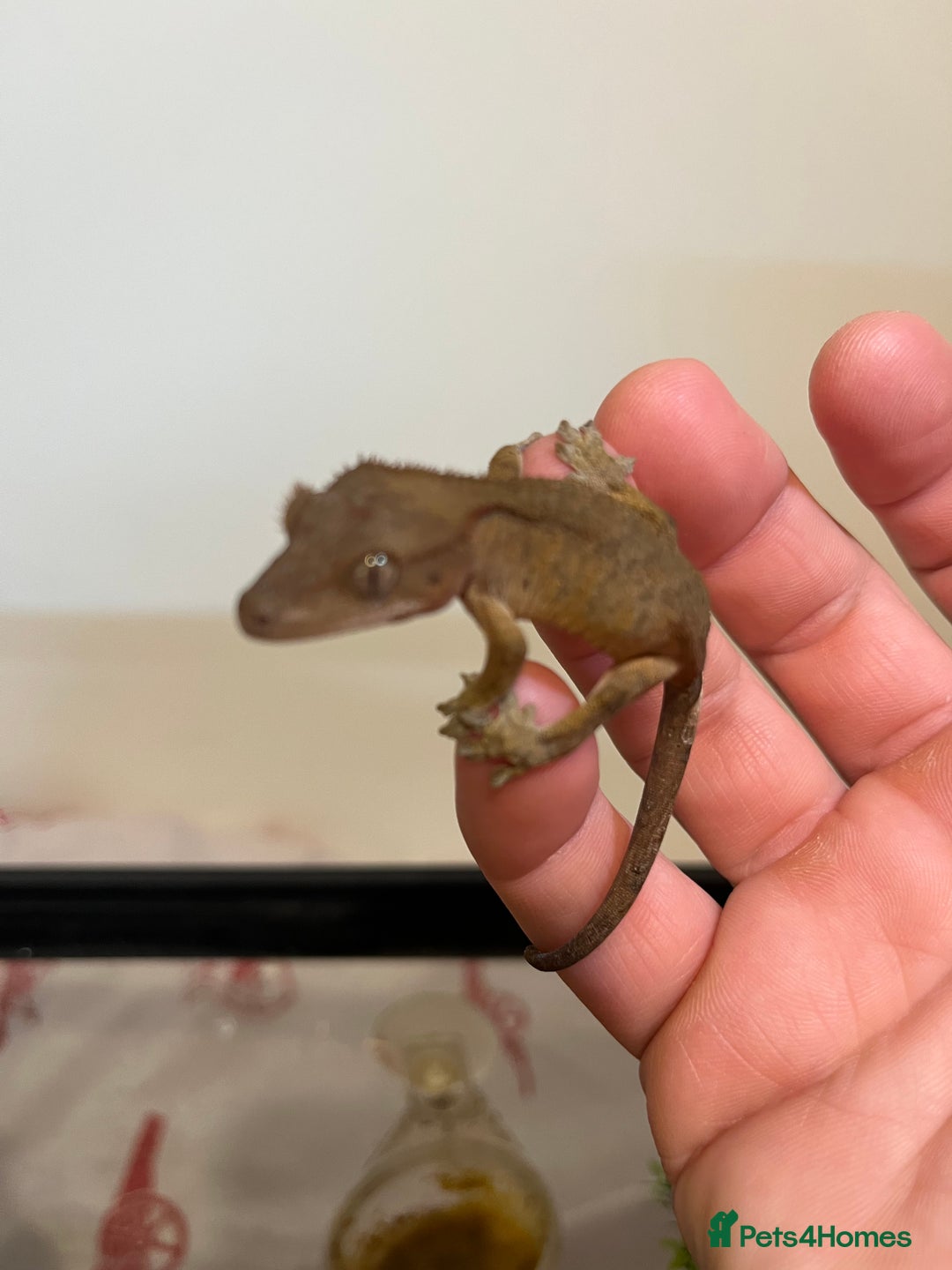 Gecko reptiles for sale: Crested gecko babies for sale  - Advert 18
