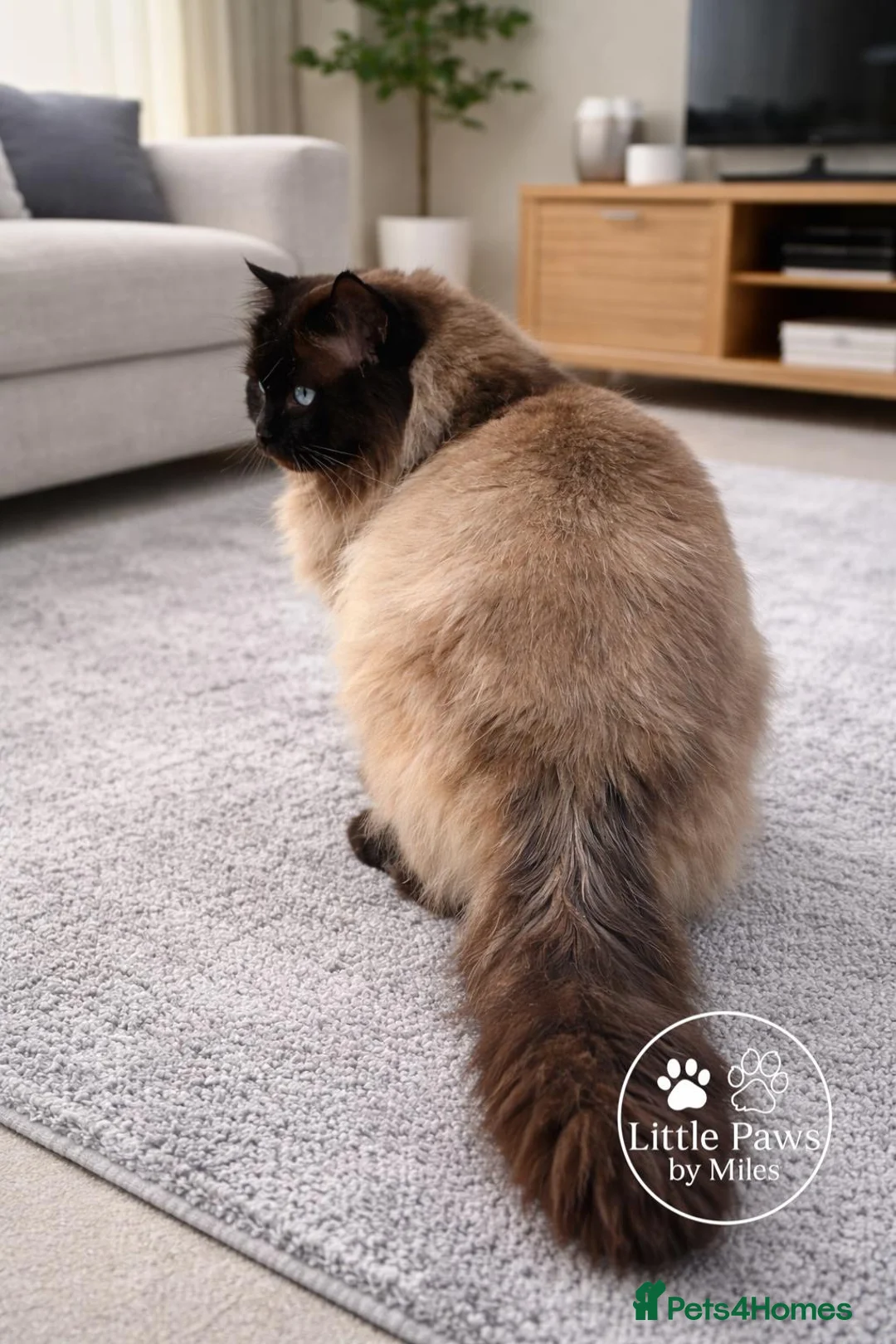 Ragdoll cats for stud: Premium GCCF/TICA Seal Point Ragdoll Stud - Advert 2