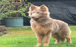 German Shepherd dogs for stud: KC health tested isabella german shepherd for stud - Advert 12