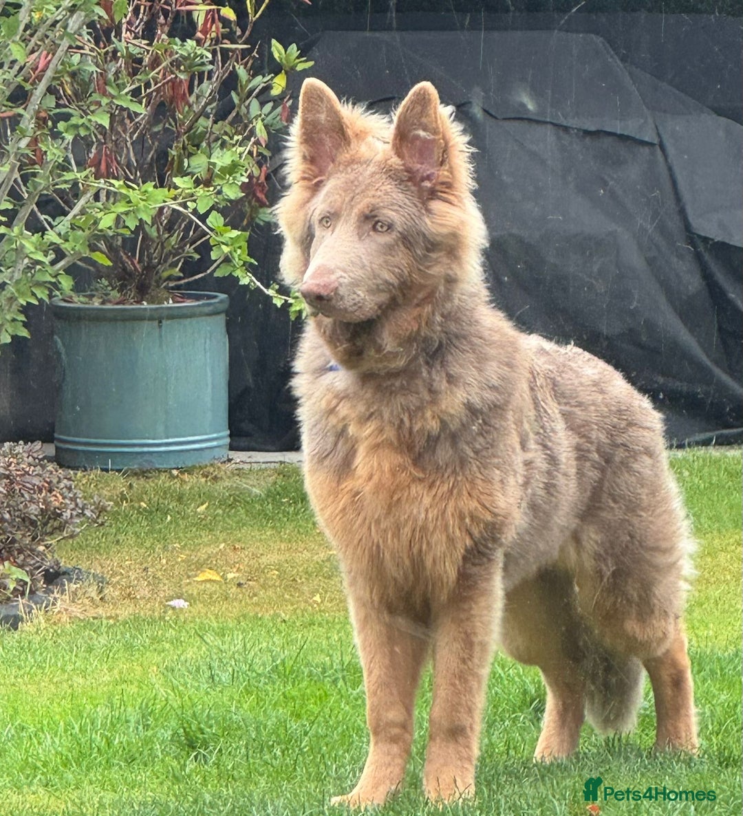 German Shepherd dogs for stud: KC health tested isabella german shepherd for stud - Advert 12