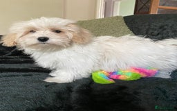 Maltipoo dogs for sale: maltipoo puppies for sale  - Image 12