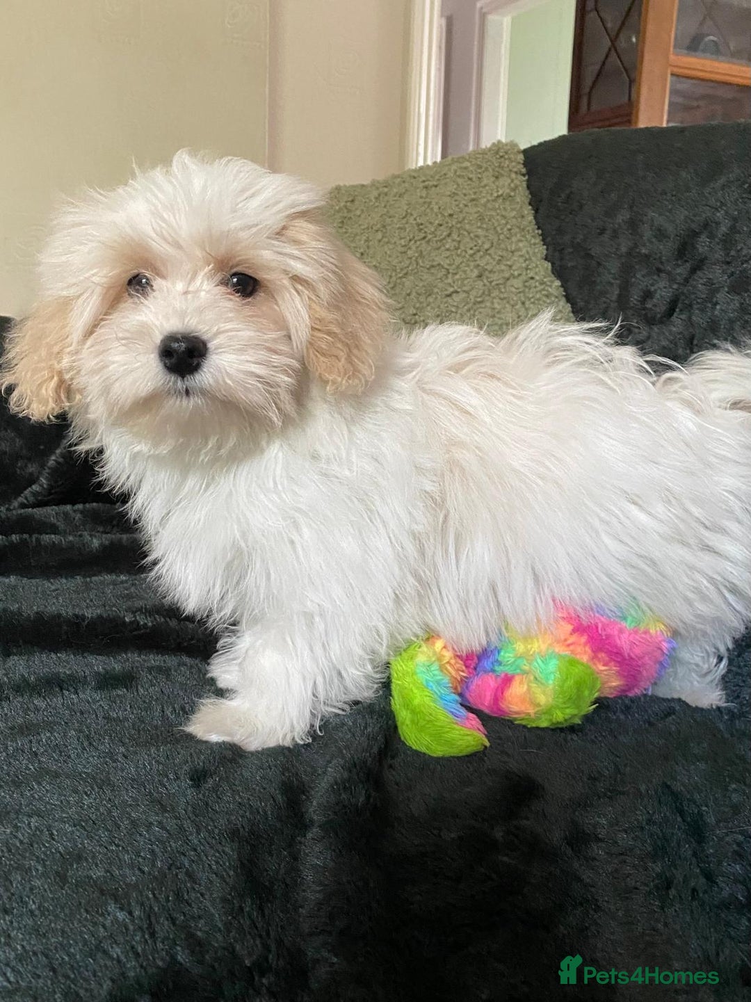 Maltipoo dogs for sale: maltipoo puppies for sale  - Image 12
