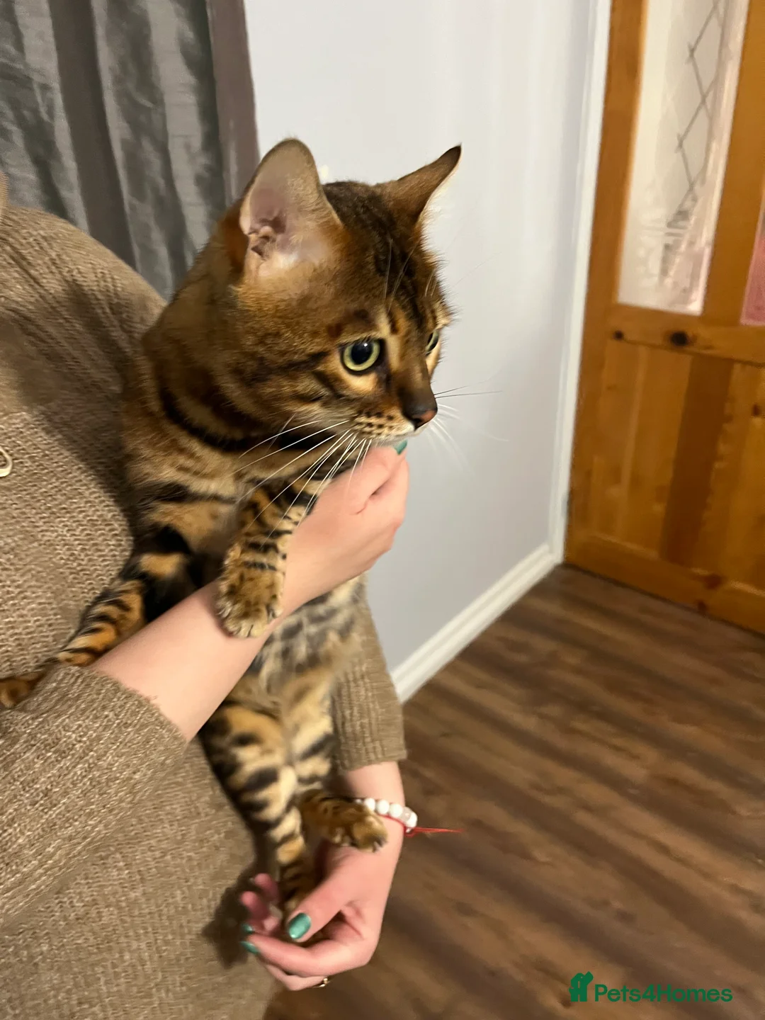 Bengal cats for stud: Adorable pure Bengal boy❤️ for stud in Purfleet - Advert 28
