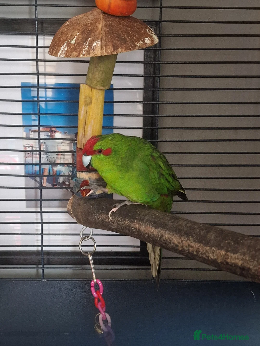 Parakeets birds for sale: Male kakariki talkative  in Leeds - Advert 1