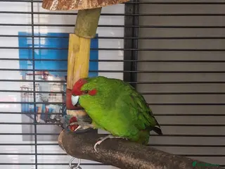 Parakeets birds Male kakariki talkative - Advert 12