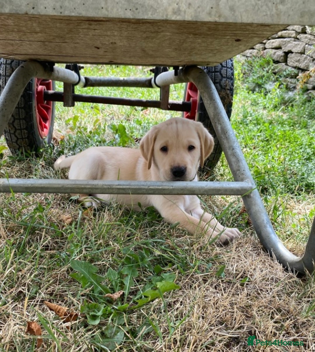 Labrador Retriever dogs for sale: Gorgeous Labrador puppies for sale - Image 34