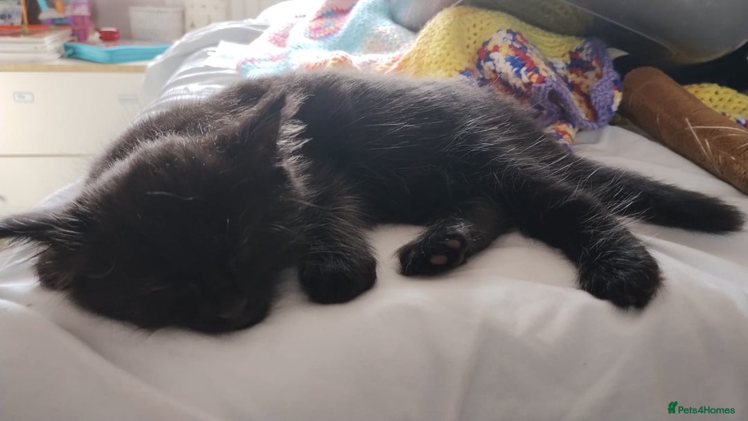Mixed Breed cats for sale: Gorgeous Black Kitten - Image 6